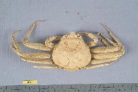 藏品(松葉蟹)的圖片